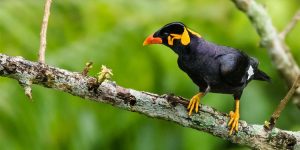 Beo Nias, Burung Langka dengan Kecerdasan Menakjubkan