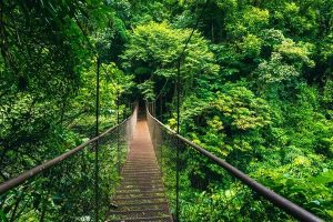 Hutan Awan Monteverde, Wisata Alam Terbaik di Kosta Rika