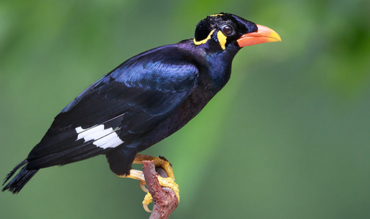 Mengenal Beo Nias, Burung Endemik yang Memikat