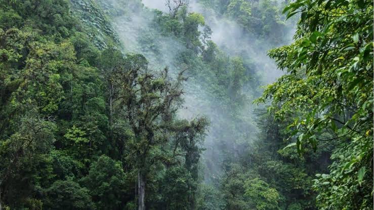 Mengenal Hutan Awan Monteverde