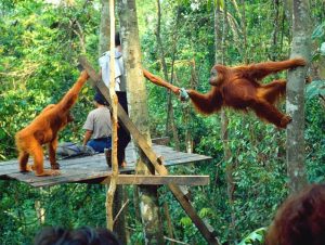 Bukit Lawang, Pesona Hutan Tropis yang Menyimpan Keindahan Alam dan Petualangan Tak Terlupakan