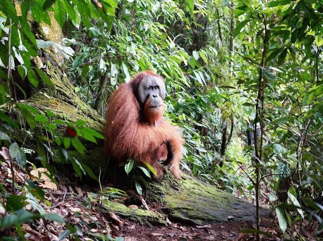 Bukit Lawang