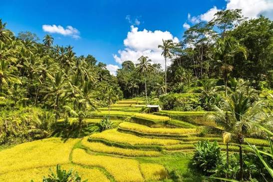 Tegallalang Rice Terraces