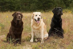 Labrador Retriever: Tips Perawatan Anjing Lucu