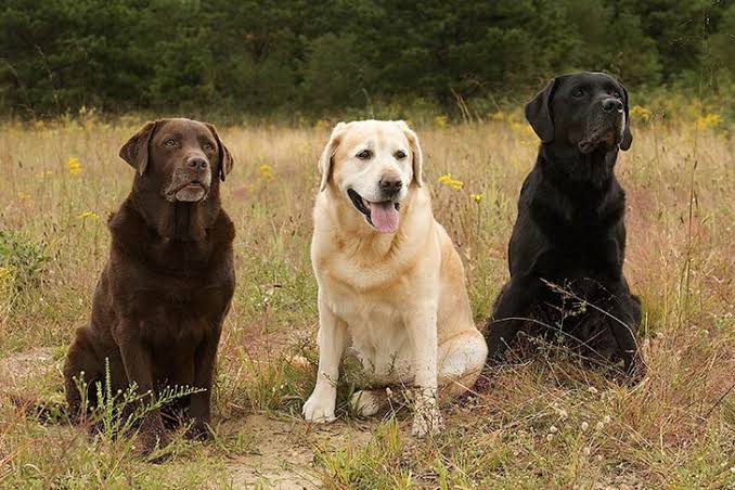Labrador Retriever: Tips Perawatan Anjing Lucu 1 Labrador Retriever