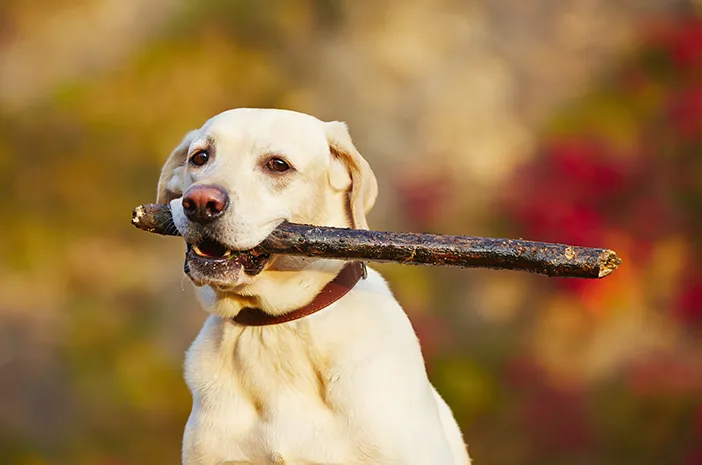 Labrador Retriever: Tips Perawatan Anjing Lucu 2 Mengenal Karakter Labrador Retriever Sebelum Memeliharanya