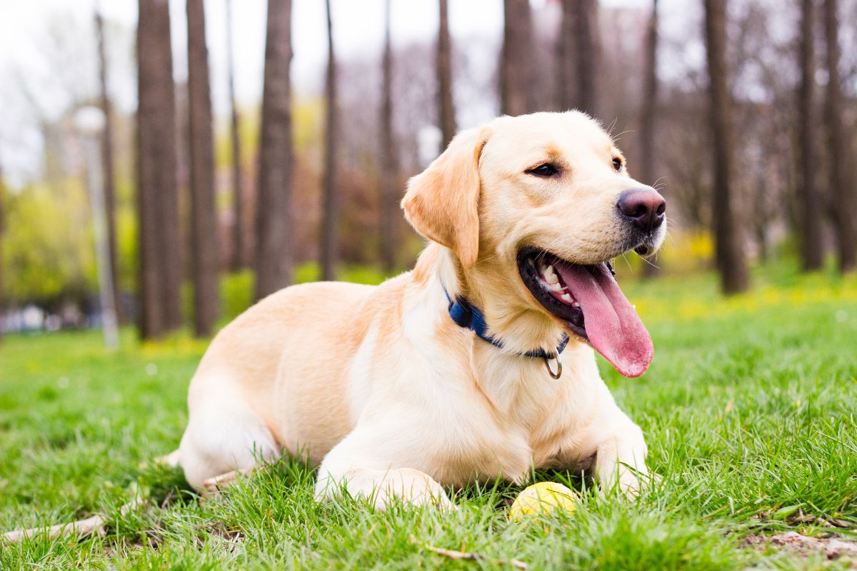 Labrador Retriever: Tips Perawatan Anjing Lucu 3 Pola Makan Labrador Retriever Harus Diperhatikan